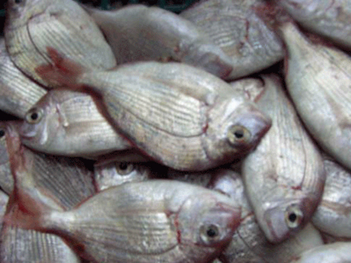 二長(zhǎng)刺鯛、銅盤(pán)魚(yú)（魚(yú)糜原料）キダィ